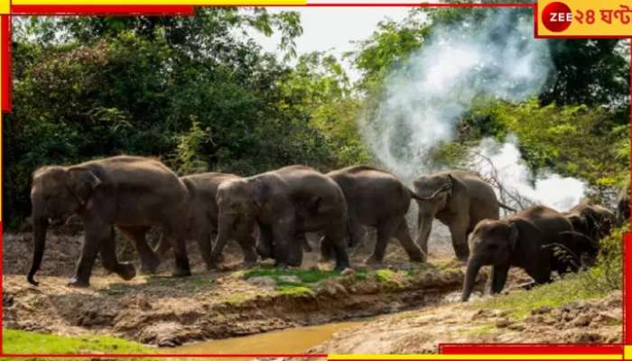 Malbazar: ধান সামলাতে বেপরোয়া কৃষকেরা! মশাল নিয়েই তাড়া দাঁতালকে...