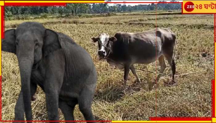 Malbazar: জমির ধান নিয়ে গরুর সঙ্গে লড়াইয়ে হেরে যাচ্ছে বুনো হাতি?