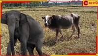 জমির ধান নিয়ে গরুর সঙ্গে লড়াইয়ে হেরে যাচ্ছে বুনো হাতি?