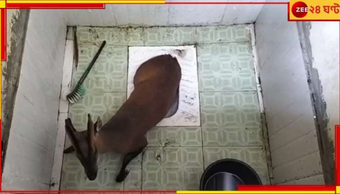 Siliguri: ওয়াশরুমে হরিণ! নকশালবাড়ির লোকালয়ে বন্যপ্রাণী নিয়ে তুমুল হইচই...