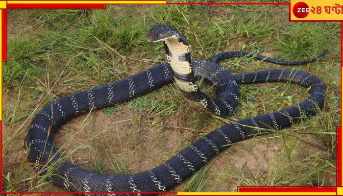 Cobra Bite: আর পোষাচ্ছে না! ঘরে সাপ ঢুকিয়ে বৌ-বাচ্চাকে খুন করল বর্বর 