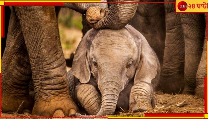 Elephant Death | Alipurduar: ২ সন্তান সহ মৃত্যু মায়ের! মালগাড়ির ধাক্কায় বেঘোরে প্রাণ গেল ৩ হাতির