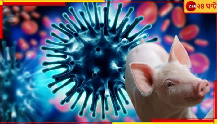 Swine Flu H1N2: আতঙ্কের নাম শূকর! এবার মানবদেহেই মিলল সোয়াইন ফ্লু&#039;র ভাইরাস...