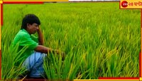 Bankura: অজানা রোগে শুকিয়ে যাচ্ছে বিঘের পর বিঘে ধান, চিন্তায় মাথায় হাত কৃষকদের  