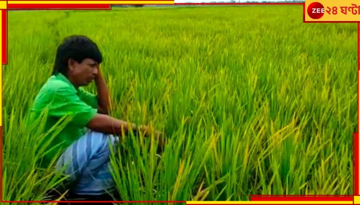 Bankura: অজানা রোগে শুকিয়ে যাচ্ছে বিঘের পর বিঘে ধান, চিন্তায় মাথায় হাত কৃষকদের  