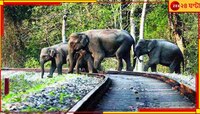 ট্রেনের ধাক্কায় ৩ হাতির মৃত্যুর জের! স্বতঃপ্রণোদিত পদক্ষেপ জাতীয় গ্রিন ট্রাইব্যুনালে