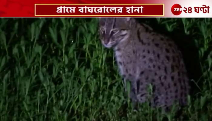 Villagers were attacked and beaten by civet cat