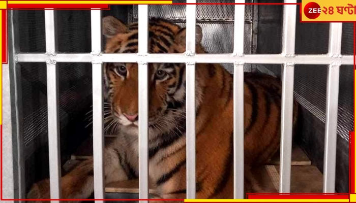 Siberian Tiger: কলকাতায় এল একজোড়া সাইবেরিয় বাঘ, অ্যাম্বুল্যান্সে রওনা দিল দার্জিলিং