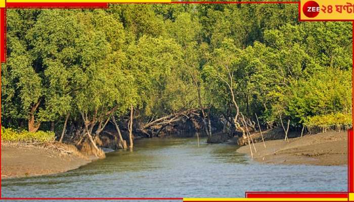 Sundarbans: ম্যানগ্রোভ কেটে তৈরি হচ্ছে মাছের ভেড়ি! দৌড়ে এল পুলিস... 