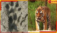 নরম মাটিতে পায়ের ছাপ! ফের বাঘের আতঙ্ক কুলতলিতে
