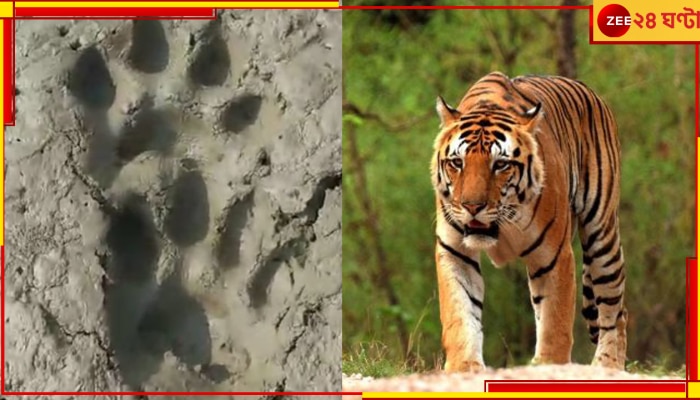 Kultuli Tiger: নরম মাটিতে পায়ের ছাপ! ফের বাঘের আতঙ্ক কুলতলিতে