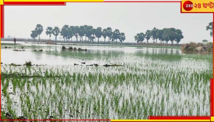 Arambagh: এবার কি আগুন-দাম হবে আলু, কাঁচালঙ্কার? অকালবৃষ্টির জলে হাবুডুবু মাঠের পর মাঠ...