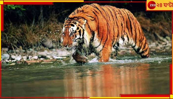 Royal Bengal Tiger: ফাঁদে দিল না ধরা, ৩ দিনের পর জঙ্গলে নিজ ডেরায় ফিরল দক্ষিণরায়!