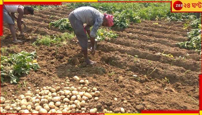 Loss of Crops: ক্ষতিপূরণ পাবেন কৃষকেরা, ক্ষতির হিসাব কষছে কৃষি দফতর...