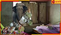 কনেযাত্রী নয়, বউভাতের খাবার এসে খেয়ে গেল বুনো হাতি! মাথায় হাত বিয়েবাড়ির...