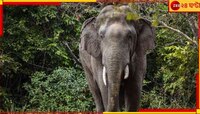 বামনডাঙা চা-বাগানে হাতির আক্রমণে মৃত্যু যুবকের...