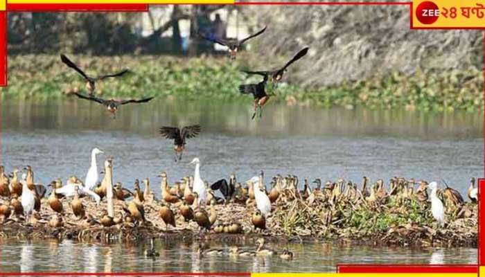 Santragachhi Jheel: মিগজাউম কীভাবে সাঁতরাগাছি ঝিলেও ঢেউ তুলল, বেঁধে দিল পাখির ডানা?