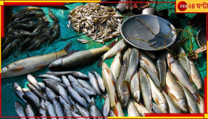 South 24 Pargana: রক্ষকই ভক্ষক! সরকারি ফিশারি থেকে মাছ &#039;চুরি&#039; সরকারি কর্মীর!
