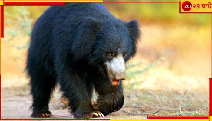 Buxa Tiger Reserve: হাতির পরে ভালুক! শীতের বনপাহাড়ে আতঙ্ক জাগিয়ে ঘুরছে ভয়ংকর প্রাণীটি...