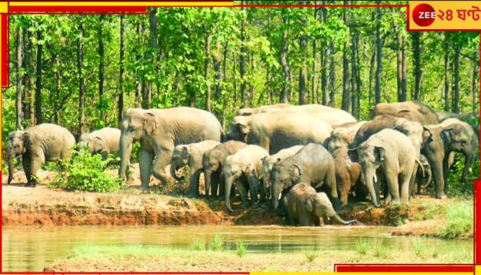 Bankura: পোড়ানো হল ১০ বছর ধরে জমে থাকা হাতির ৬০ দাঁত! কেন? 