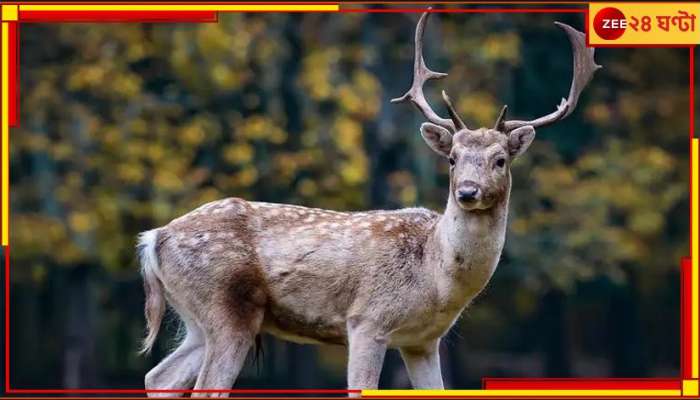 Zombie Deer Disease: হাড় চিবোলেই বিপদ! বিশ্বের নতুন ত্রাস &#039;জম্বি ডিয়ার&#039; রোগ 