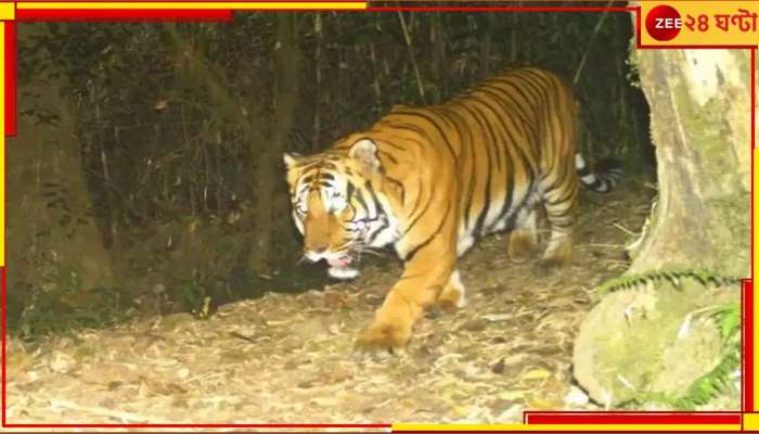 Royal Bengal Tiger: ১১ হাজার ফুট উঁচুতে ঘুরছেন দক্ষিণরায়, নেওড়ায় নজরকাড়া 'দুর্লভ'  
