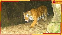 Royal Bengal Tiger: ১১ হাজার ফুট উঁচুতে ঘুরছেন দক্ষিণরায়, নেওড়ায় নজরকাড়া 'দুর্লভ' 