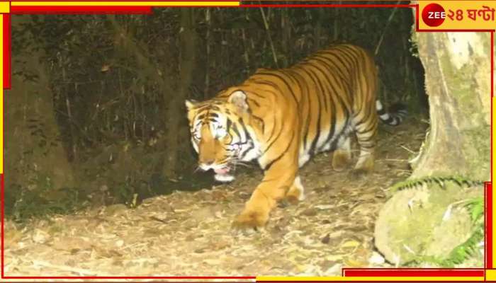 Royal Bengal Tiger: ১১ হাজার ফুট উঁচুতে ঘুরছেন দক্ষিণরায়, নেওড়ায় নজরকাড়া &#039;দুর্লভ&#039;  
