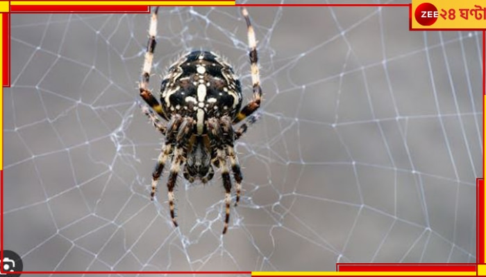 Spider nesting in Ear: শুনতে সমস্য়া! মহিলার কানে দেখা গেল বাসা বেঁধেছে মাকড়সা...