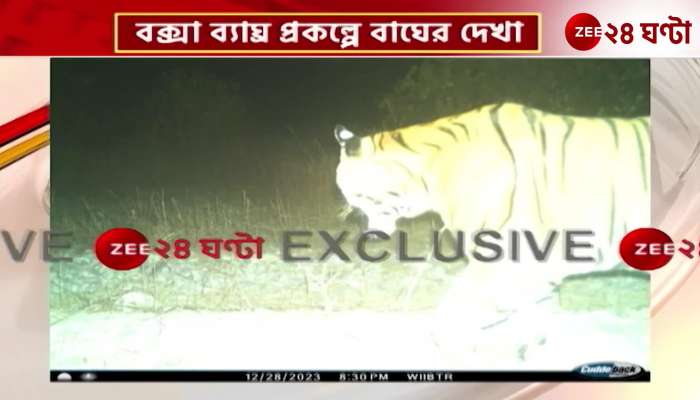 The picture was taken in the camera, the tiger was seen in the buxa tiger reserve 
