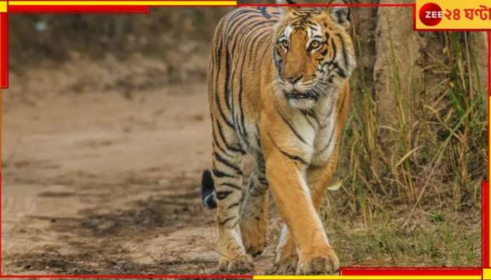 Buxa Tiger Reserve: সুখবর! হরিণ ঘাসজমি আর গ্রামবাসীর কল্যাণে বাঘ ফিরছে বক্সায়...