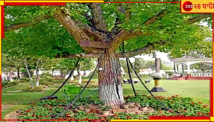 Chained Tree in Pakistan: এক শতাব্দীরও বেশি সময় ধরে &#039;গ্রেফতার&#039; এই গাছ, কারণ জানলে তাজ্জব হবেন