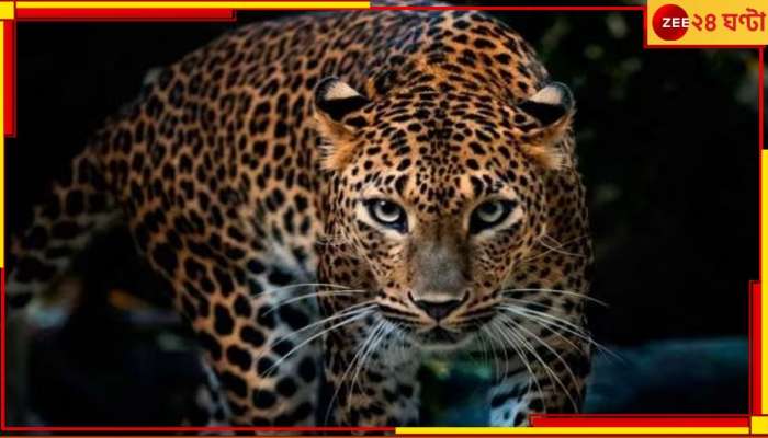 Leopard: ভয়াল পায়ের ছাপ! হিংস্র প্রাণীর আতঙ্কে ঘুম উড়েছে নিউটাউনের