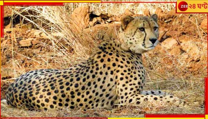 Namibian Cheetah Died: কুনোয় ফের মারা গেল নামিবিয়া থেকে আনা চিতা!