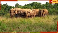 প্রবল শীতের রাতে শুনশান গ্রামে ঢুকে হামলা হাতির দলের...