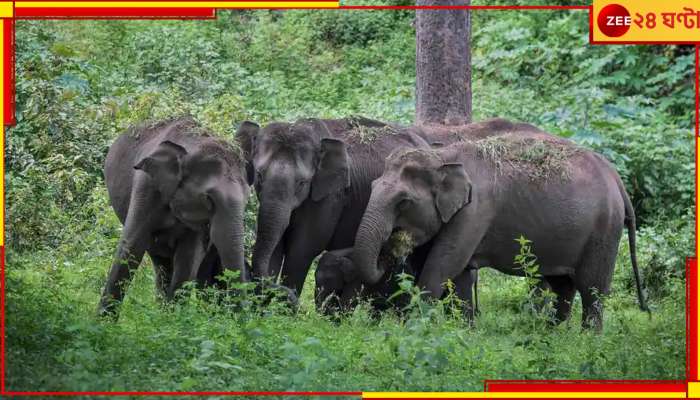 Bankura News: হাতির হানায় ফের মৃত্যু, বাঁকুড়ার হরিচরণডাঙ্গায় উত্তেজনা