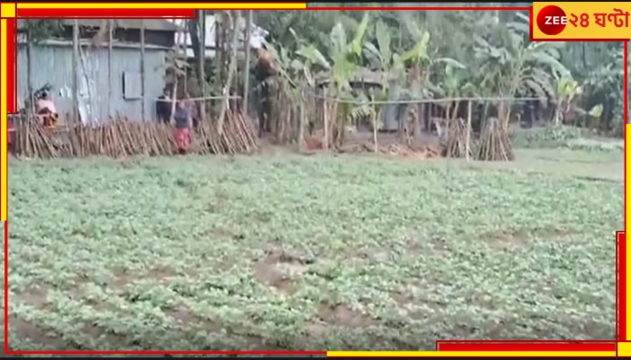 Potato Farming: তীব্র শীত ও ঘন কুয়াশায় নাজেহাল চাষিরা, মাঠেই নষ্ট হচ্ছে আলু