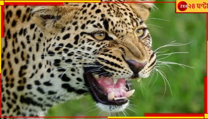 Leopard in Hotel: জঙ্গল ছেড়ে এবার হোটেলে চিতাবাঘ! তারপর....
