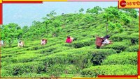 সোনালি চা-বাগানে রুপোলি রেখা! বন্ধ বাগান খোলা নিয়ে আলোচনার আশ্বাস...
