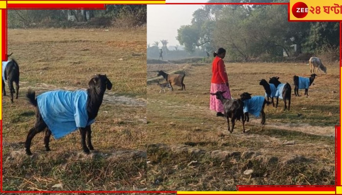 Goat in School Dress:  ছাগলের গায়ে সরকারি স্কুলের ইউনিফর্ম! সোশ্যালে ভাইরাল ছবি...