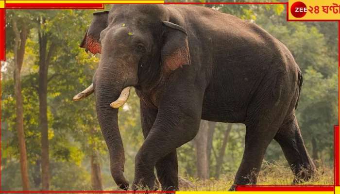 Malbazar: হাতির হানায় ক্ষতিগ্রস্ত ঘরবাড়ি! দেওয়াল চাপা পড়ে আহত তিন...