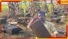 Dakshin Dinajpur: মধু সংগ্রহে ভাটা! ৩০০টি বাক্স নিয়ে সরষেক্ষেতে ঘুরে বেড়াচ্ছেন চাষিরা...