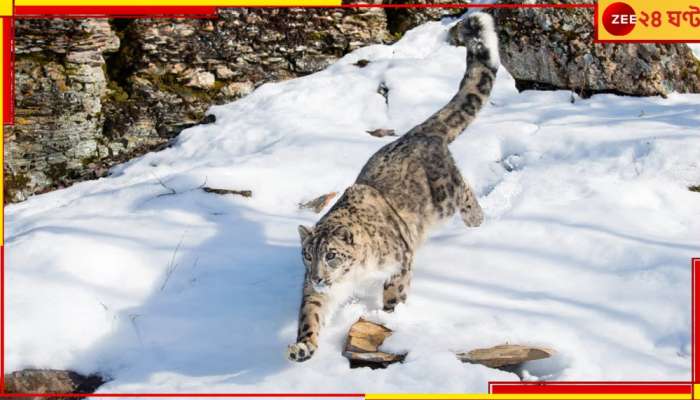 Snow Leopards: তুষারচিতারা কি চিরতরে হারিয়েই গেল হিমালয়ের বুক থেকে? সামনে এল অবিশ্বাস্য তথ্য...
