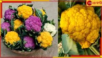 তাক লাগানো হলুদ-গোলাপি ফুলকপিতেই স্বাদে-গুণে চমক! লুকিয়ে লাভের অঙ্কও...