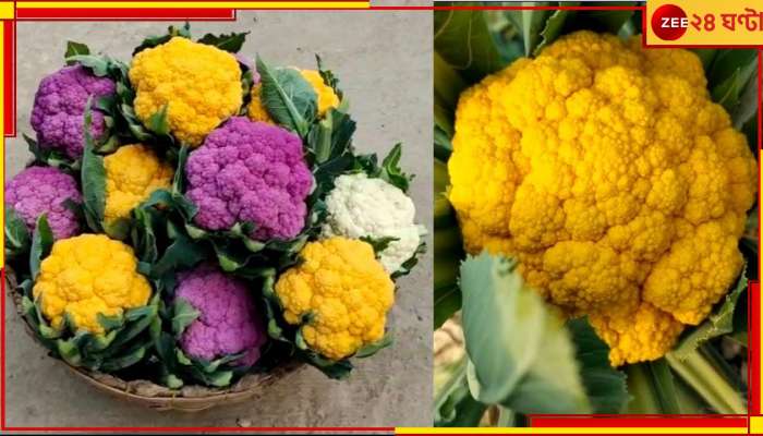 Coloured CauliFlower Farmimg: তাক লাগানো হলুদ-গোলাপি ফুলকপিতেই স্বাদে-গুণে চমক! লুকিয়ে লাভের অঙ্কও...