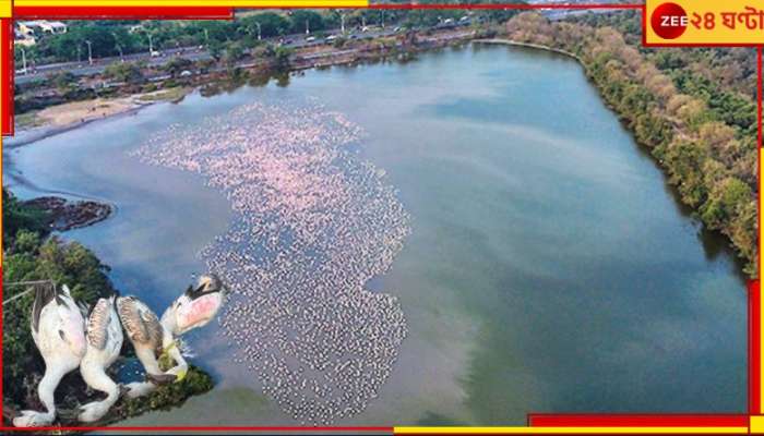 Flamingos Die At Navi Mumbai: দু&#039;মিনিট নীরবতা পালনও হবে না! সাইনবোর্ডে ধাক্কা খেয়ে মরল ৪ বেচারা ফ্লেমিংগো...