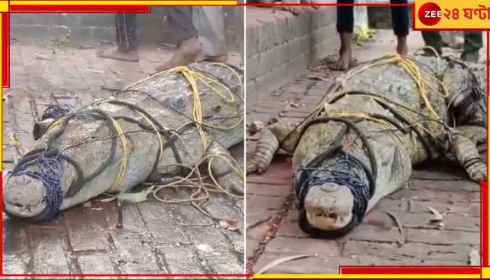 Crocodile Worship | UP: কুমির ধরে দড়ি বেঁধে মন্দিরে! পুজো-পাঠের পর চলল সেলফি তোলার হিড়িক...