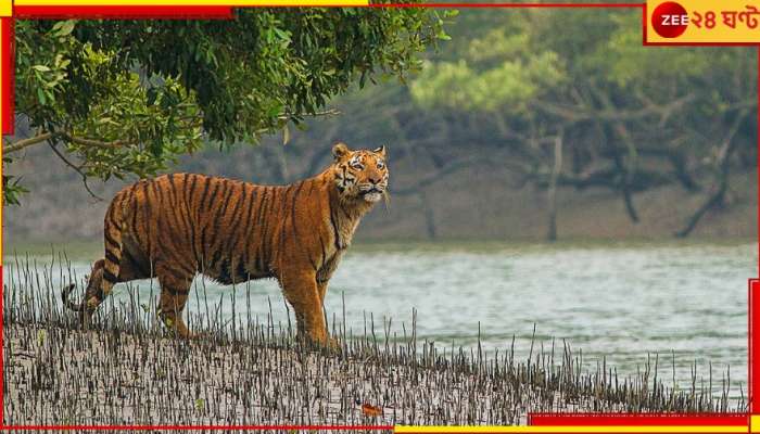 Sundarbans: রোমহর্ষক! বাঘের ডেরায় তাড়া করে দুই জলদস্যুকে পাকড়াও, মিলল হরিণপোড়া ছাইও...