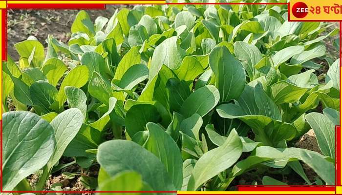 Malda Pakchoi Farming: দেশি পদ্ধতিতেই ফলছে বিদেশি শাক! চিনা পালং &#039;পকচই&#039; চাষে মোটা টাকা লাভ...