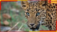 রাস্তা পার হওয়ার সময়ে দ্রুত গতির গাড়ির ধাক্কায় মৃত্যু লেপার্ডের...